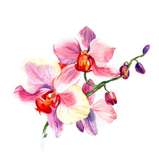 the new view of orchid watercolor hand drawn for postcard  isolated on the white background