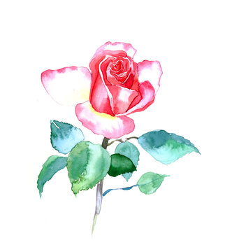 the new view of roses watercolor hand drawn for post card isolated on the white background
