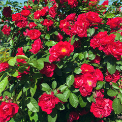 bush of red roses