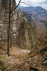 Fototapeta na wymiar solitary tree in mountain landscape