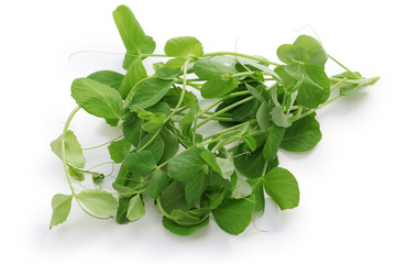 pea shoots, chinese vegetable isolated on white background