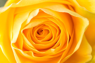 Macro of Yellow Rose