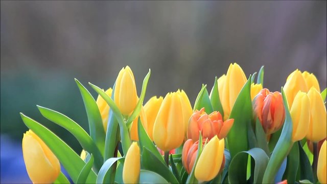 Tulpen Blumenstrau&szlig; orange gelb
