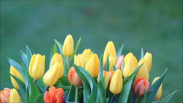 Tulpen Blumenstrau&szlig; orange gelb
