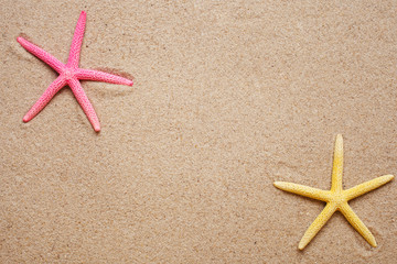 Sea shells on sand.red and yellow  Shell  Starfish