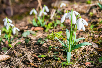 First spring snowdrop flowers in forest.