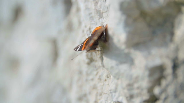 Butterfly on a stone wall 