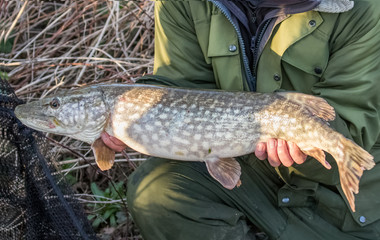 Northern Pike (Esox lucius) with fisherman