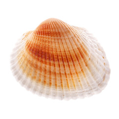 Sea shell isolated on white background