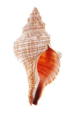 Sea shell isolated on white background