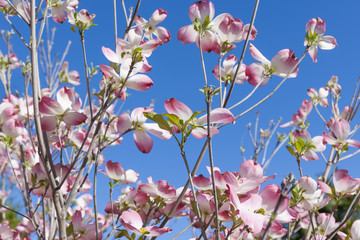 Flowering dogwood branches, Cornus florida, in bloom against a blue sky