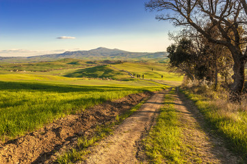 Fototapeta na wymiar Spring field painted Tuscan sunset light.