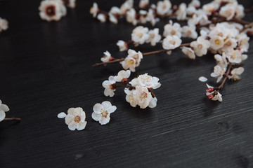 Black wooden background with cherry flowers on it
