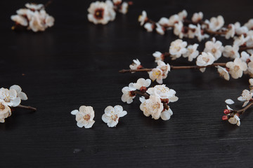 Black wooden background with cherry flowers on it