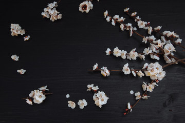 Black wooden background with cherry flowers on it