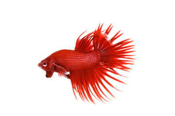 Red Crowntail Betta (Betta splendens) display an aggressive action on white background