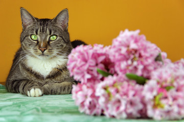 Katze liegt auf Tisch mit Hyazinthen Blumenstrauss