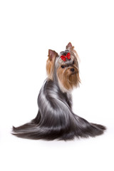 Naklejka premium Yorkshire Terrier dog sitting back and looking at the camera (isolated on white)