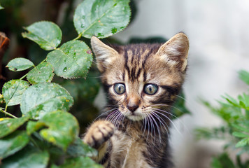 Naklejka na ściany i meble brown stripes cute kitten walking on the grass