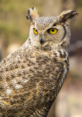 Bubo virginianus virginianus - Owl