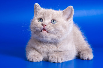 Gray kitten on a blue background