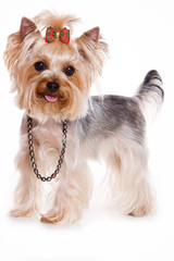 Yorkshire Terrier dog standing and looking at the camera (isolated on white)