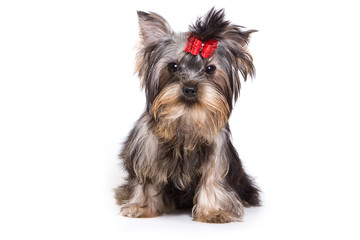 Yorkshire Terrier dog sitting and looking at the camera (isolated on white)