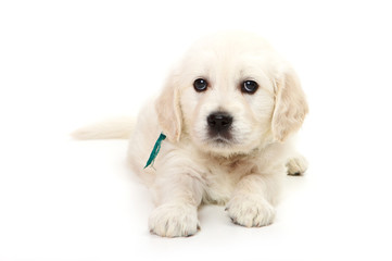 Golden retriever puppy lying and looking at the camera (isolated on white)