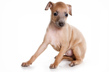 Puppy Italian levretki sitting and looking at the camera (isolated on white)