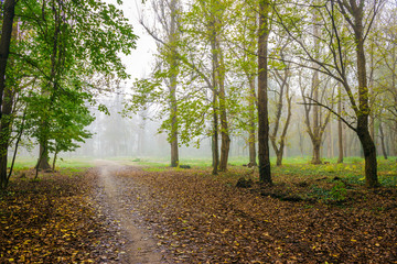 cold fog in autumn forest