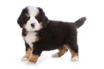 Bernese Mountain Dog puppy standing and looking at the camera (isolated on white)