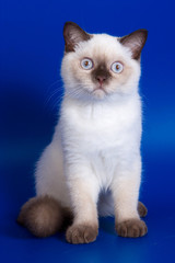 British kitten Color Point on a blue background