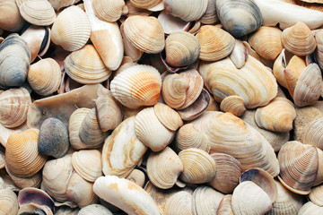 sea shells background