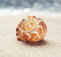 Sea shell on sandy beach
