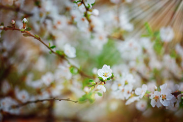 Beautiful cherry tree blooming, gentle little white flowers on twig over blur background, beauty of spring season.