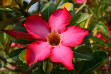 Red Desert Flower