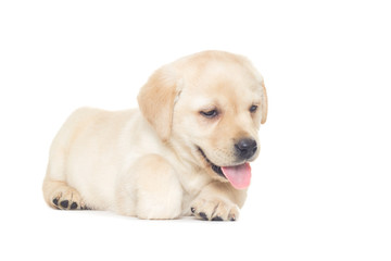 labrador puppy lying