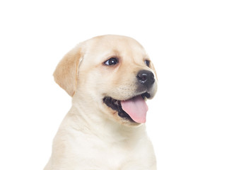 funny muzzle Labrador puppy