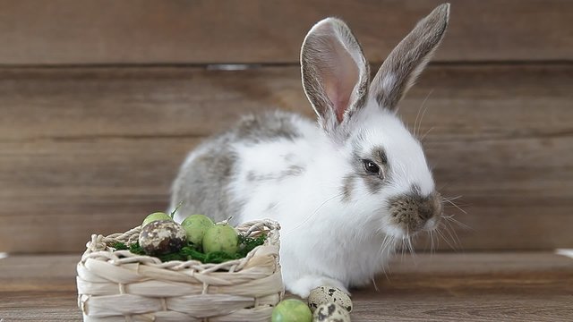 easter bunny and easter eggs