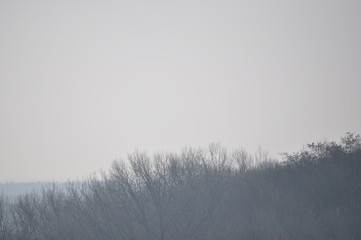 Trübe Sicht auf einen Wald an einem Tag im März