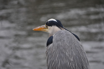 Penguin bird animal