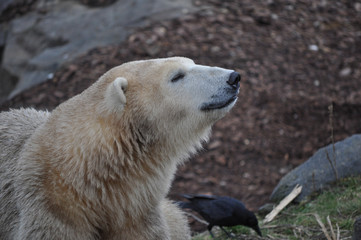 Brown bear mammal animal