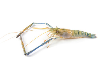 Giant river prawn
