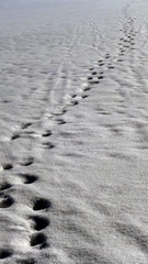 Footprints on snow