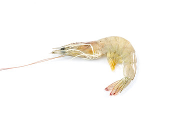 Shrimp