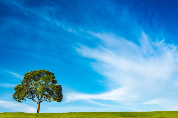 Fototapeta na wymiar a tree on green grass field across the beautiful clouds in the