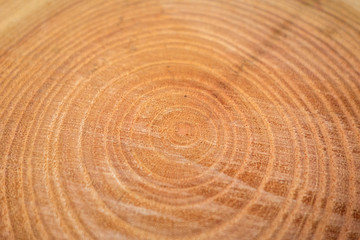 close up of wooden texture of cut tree trunk