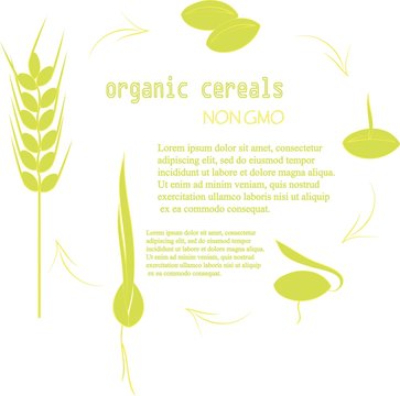 The cultivation of grain seeds banner. Green seed, spikelets with yellow outlines on a white background. The inscription of Organic grain, non-GMO. Elements of design, package design, vector