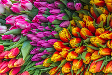 Tulips