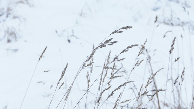 Dry Grass Under Snow, Slider Shot